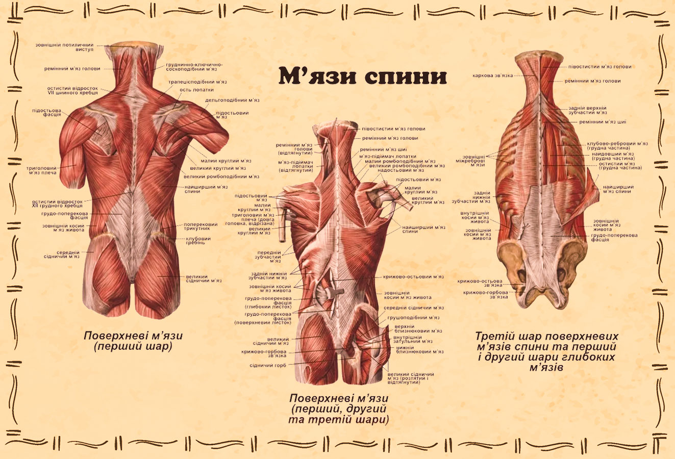 Схема м'язів спини